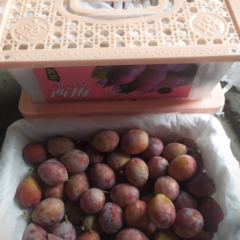 

Plum Sugar Super Manis Fresh 1 Kg