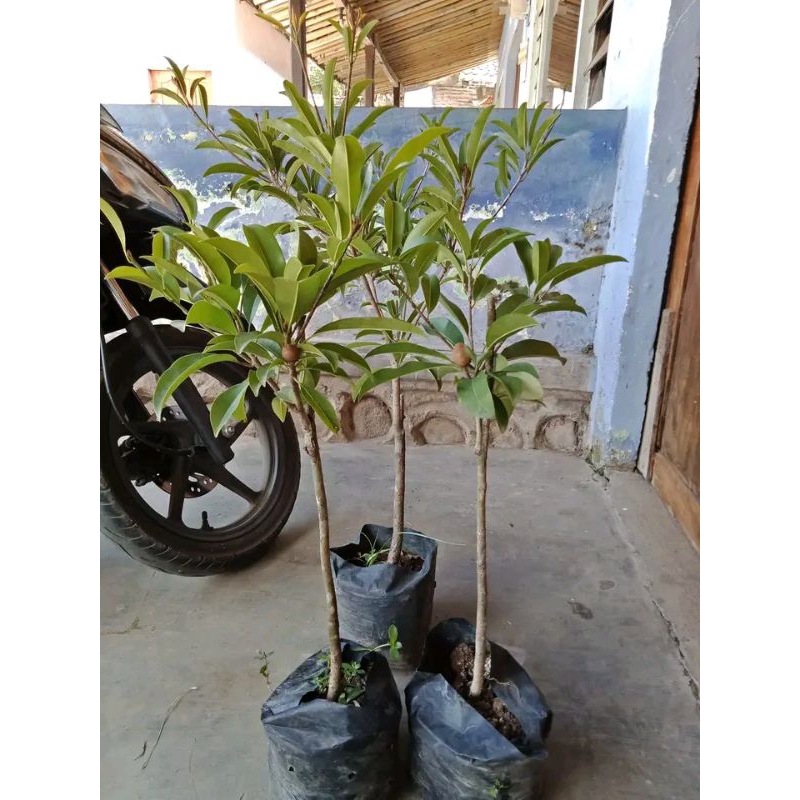 Bibit Sawo Kondisi Sudah Berbuah