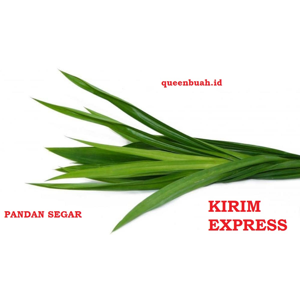 

QUEENBUAH - Daun Pandan per Ikat
