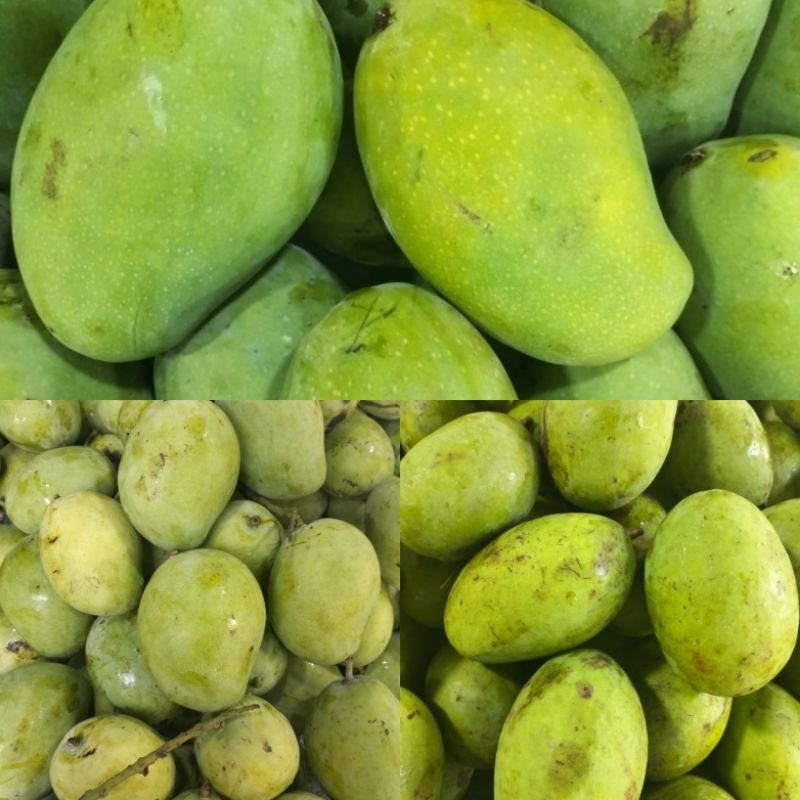 

paketan buah mangga
