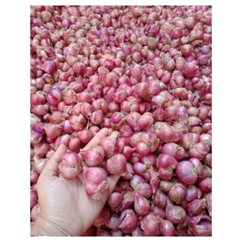 

Bawang Merah Jumbo Super