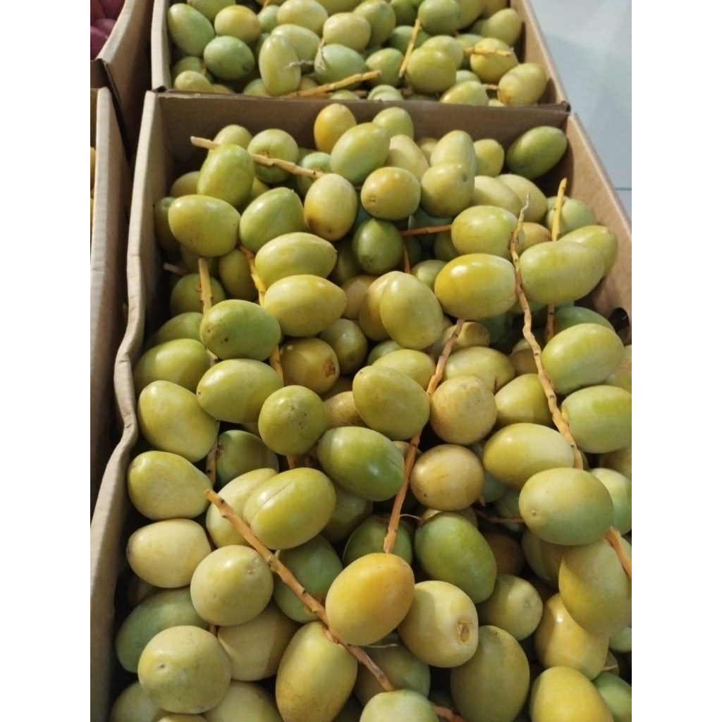 

Kurma Muda Kemuning Promil Fresh Mengkel - 1 Kg