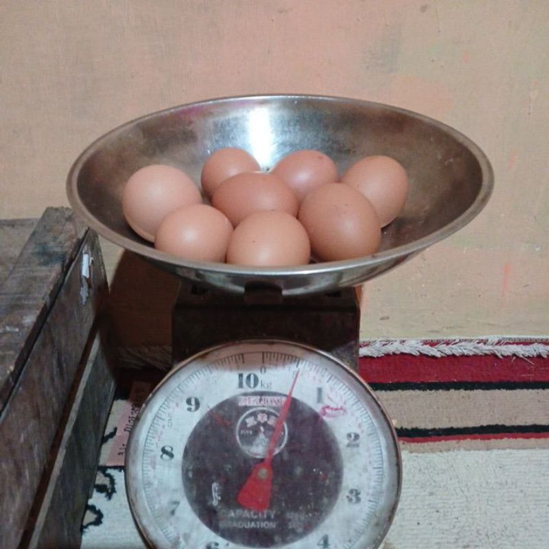 

telur ayam