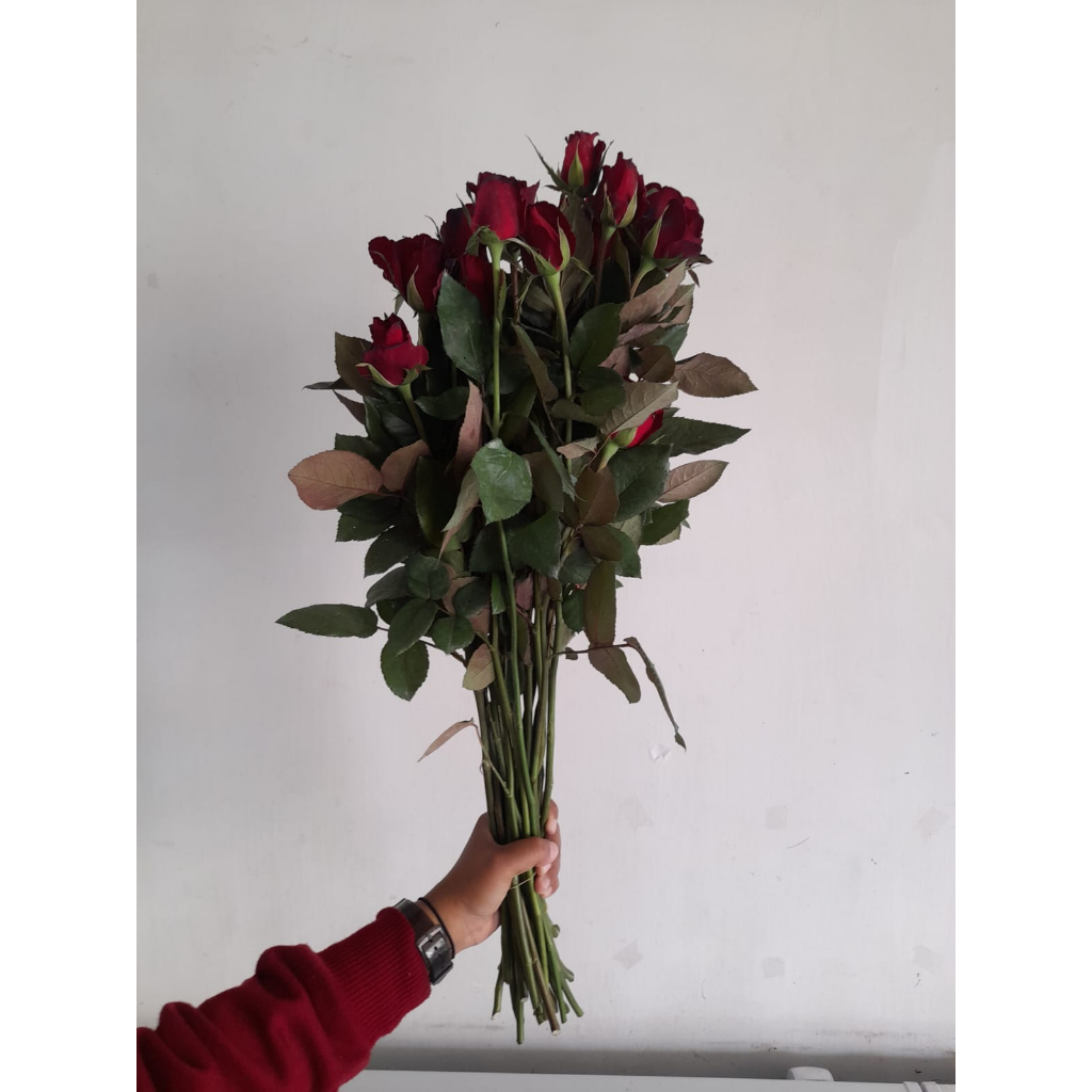 Mawar Potong Holland per Ikat isi 25 Tangkai MURAH bisa ilih Warna (Panjang/50CM-60CM)