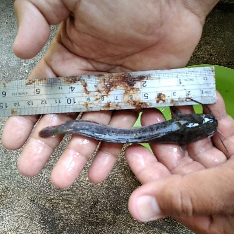 Bibit ikan lele ukuran 11-12cm