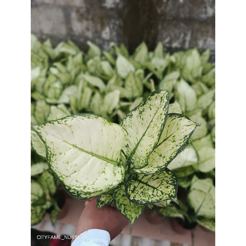 Aglonema Super White Tisu