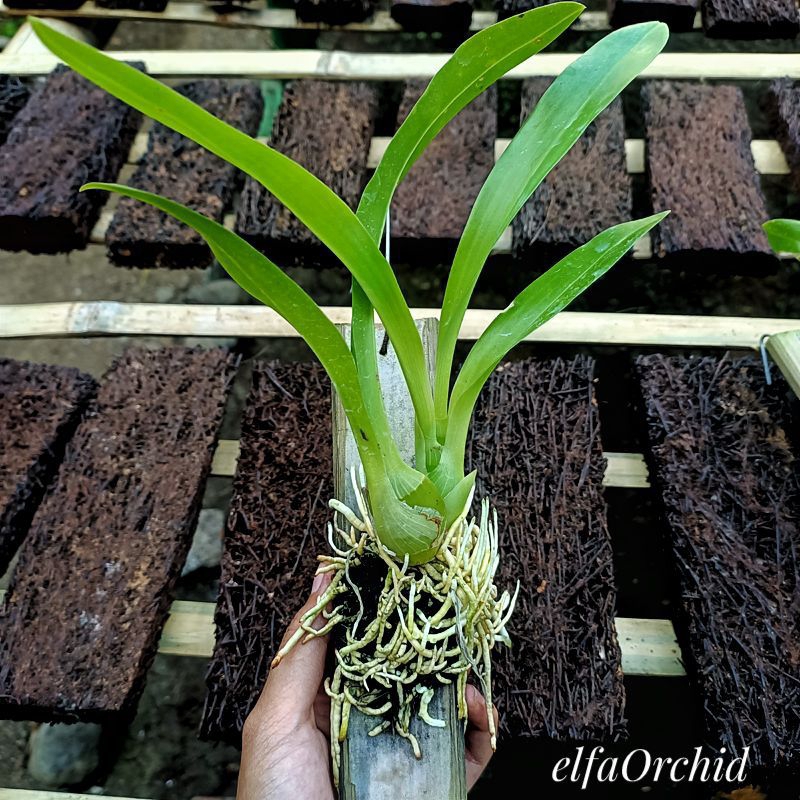 Anggrek Macan, Grammatophyllum scriptum,spesies