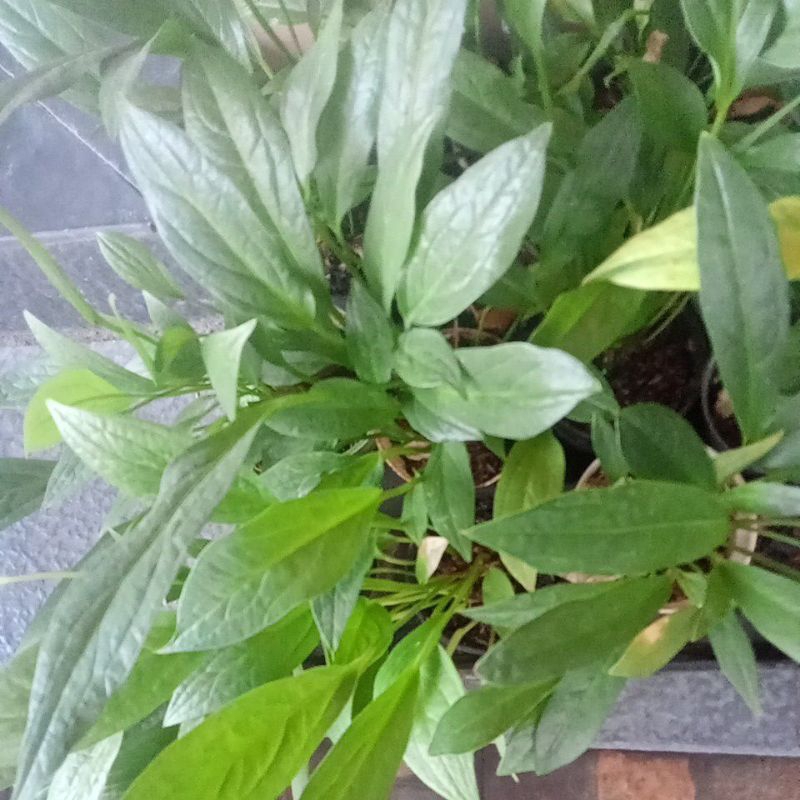 anturium jemani cobra, Esmeralda riel pict