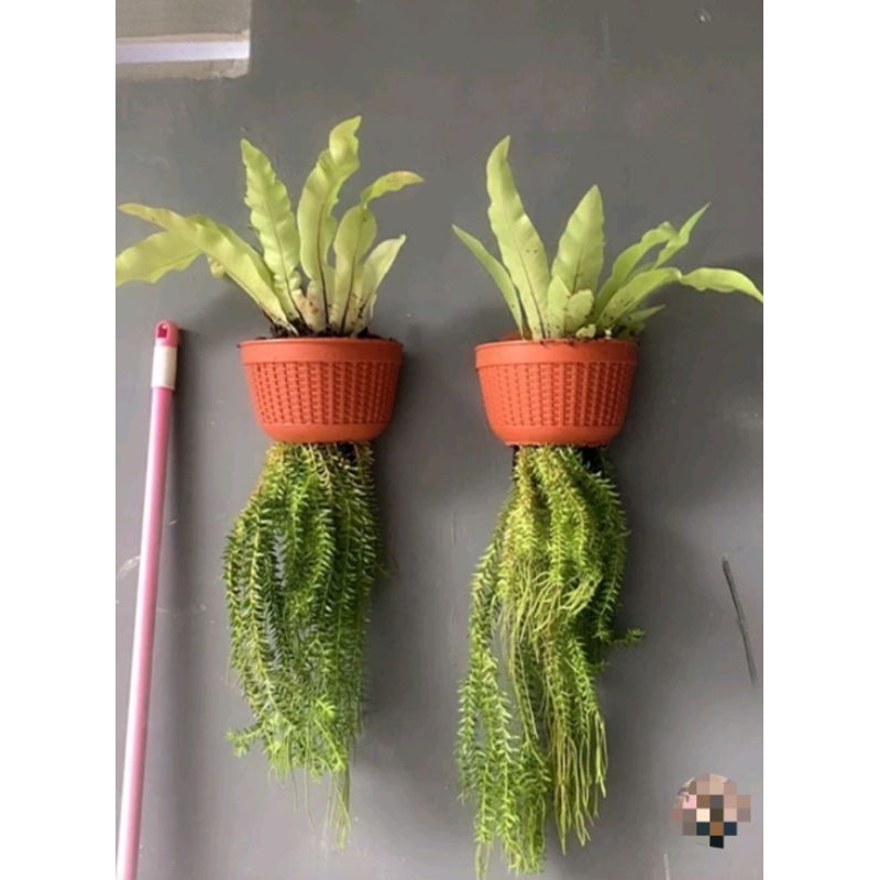 TANAMAN GANTUNG KADAKA DAN RUMPAI