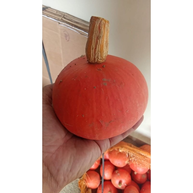 

Kabocha Orange / Pumpskin Orange / Labu Jepang 700gr - 1 kg