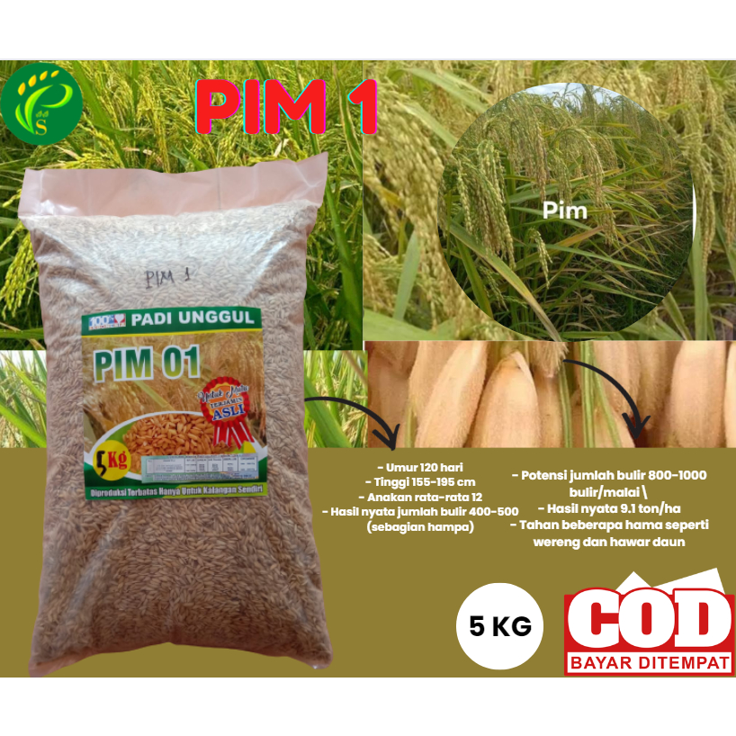 Benih Padi PIM 1 Bibit Unggul 5KG