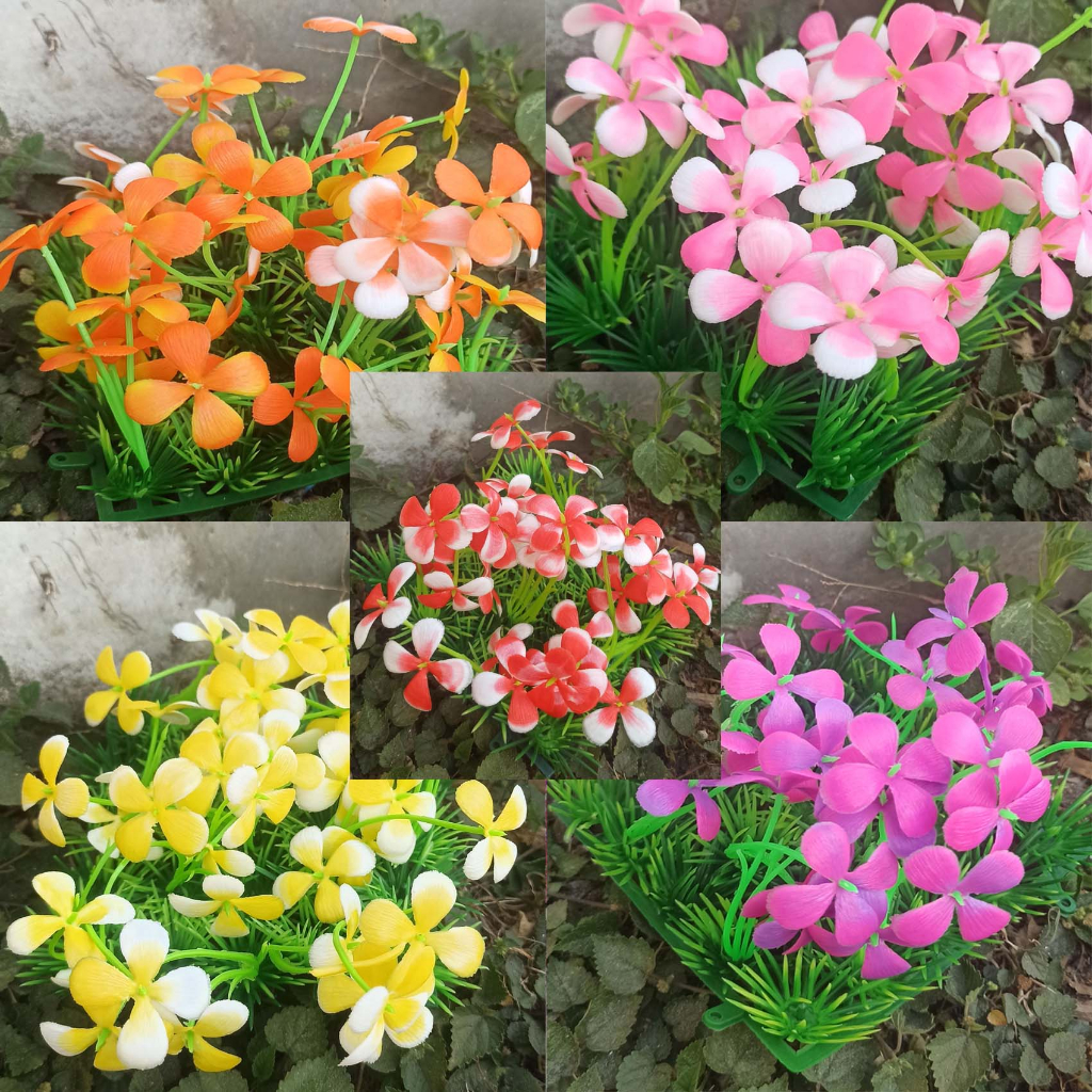 ornamen aquarium rumput bunga kamboja, bunga kamboja, rumput bunga kamboja, rumput aquarium, rumput 