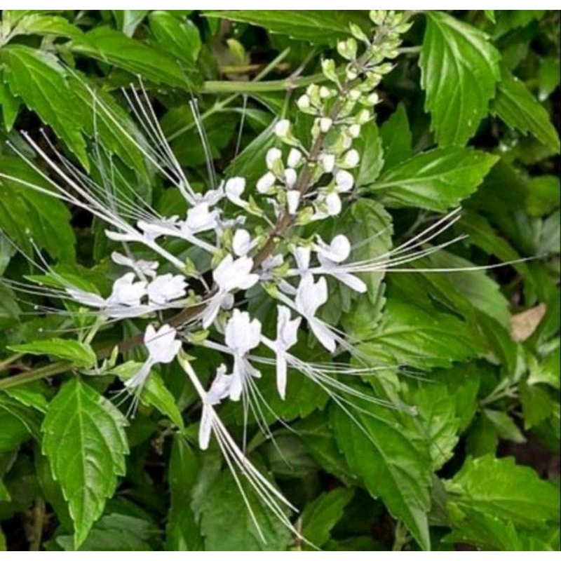 

daun kumis kucing organik 250 gram