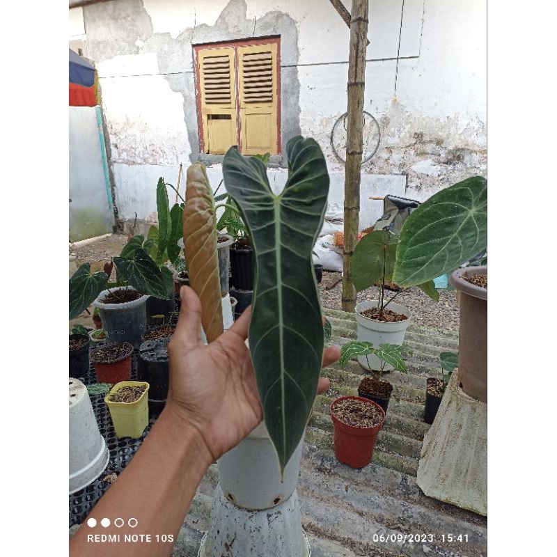philodendron melano narrow