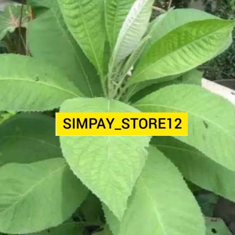 

Daun sembung 250gram fresh daun sembung segar langsung petik fresh