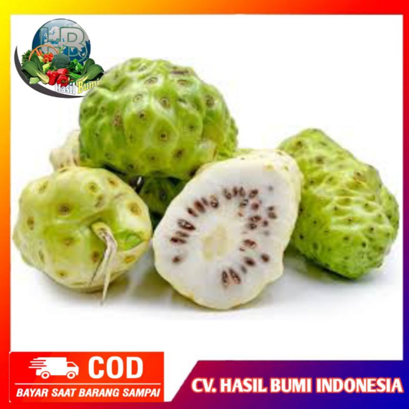 

Buah mengkudu segar / cangkudu segar 500gram