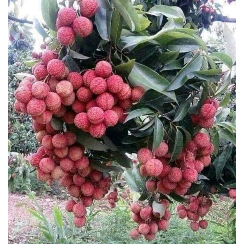 bibit leci merah tanpa biji / leci com tanpa biji