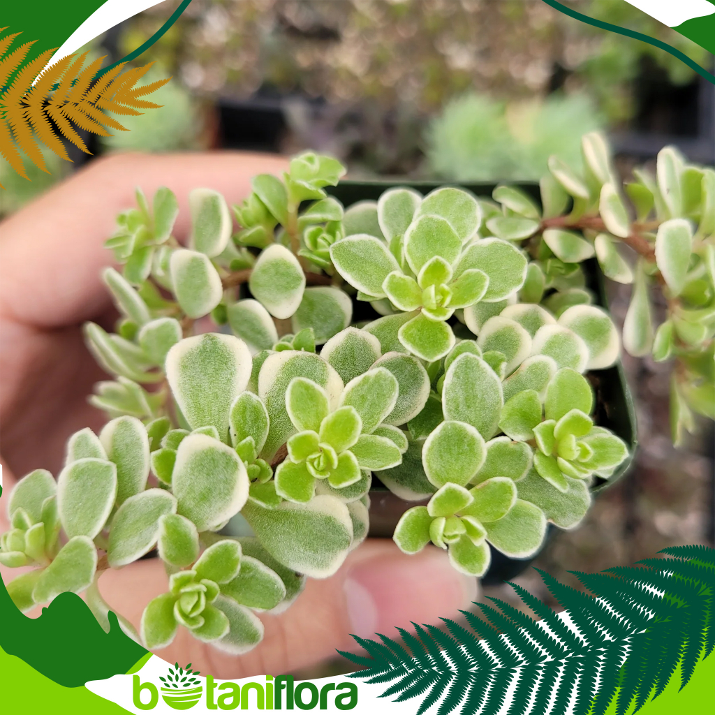 Tanaman Sedum Liniare | Sedum | Sukulen | Sedum Variegata | Tanaman Hias Sukulen