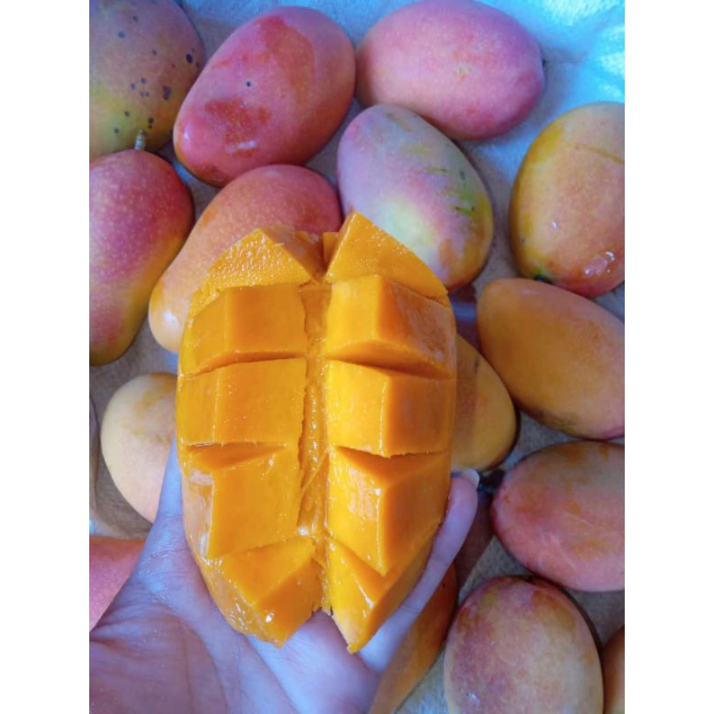 

Mangga Podang Gunung Asli Nganjuk
