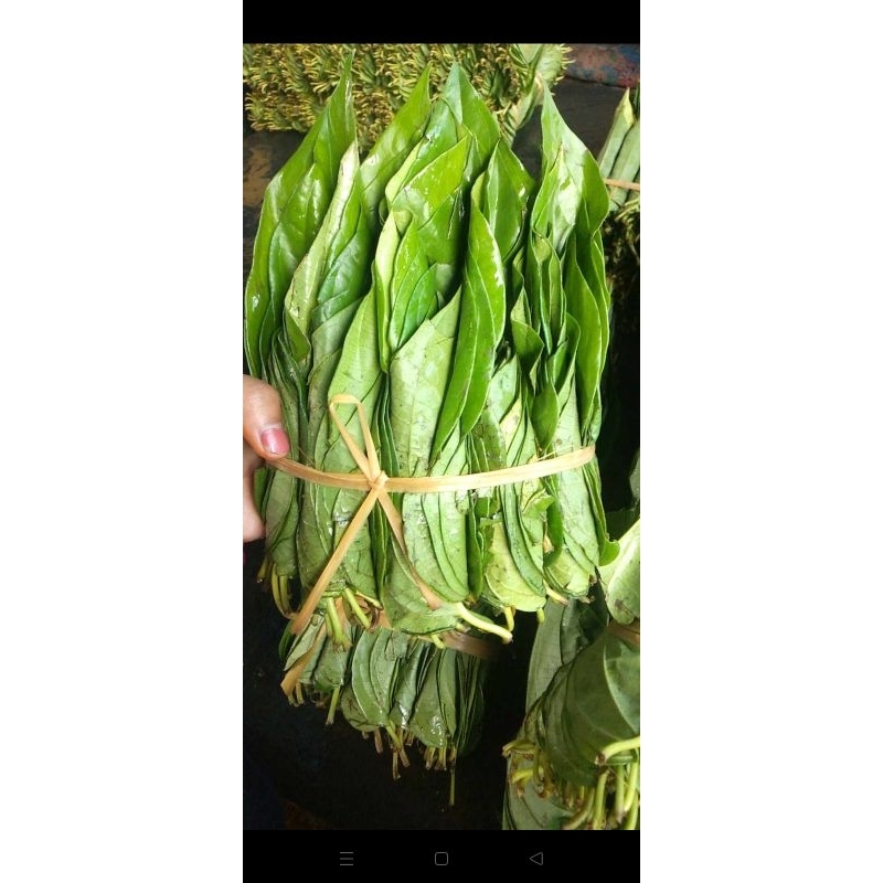 

Daun sirih medan 1 ikat Besar/ Demban asli Medan 1 pedi