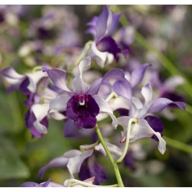 dendrobium inaraya red / blue