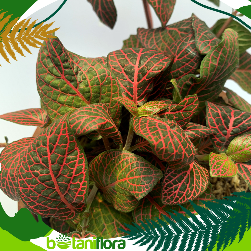 Fittonia Merah | Fittonia Daun merah | fittonia daun besar