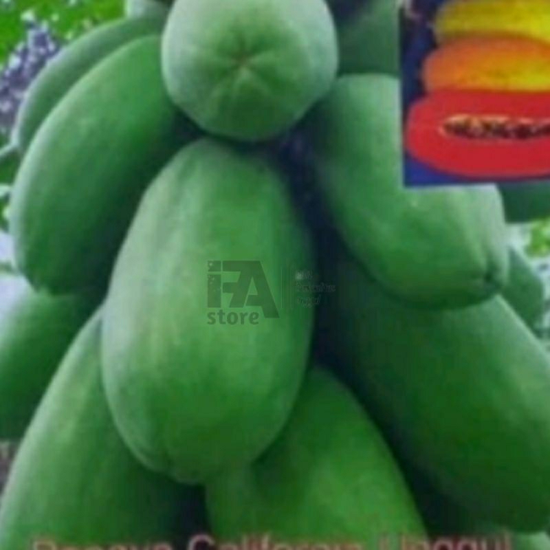 Benih Pepaya California ±1biji Benih sayuran  Benih Hidroponik Benih Seribuan Benih Tanaman Bibit Sa
