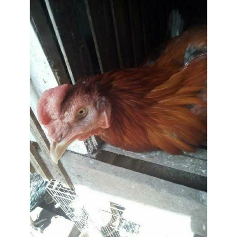 Obat Pencernaan Ayam Aduan Import Paling Manjur Ampuh  - Obat Aratan Ayam Aduan Import Terbaik Palin