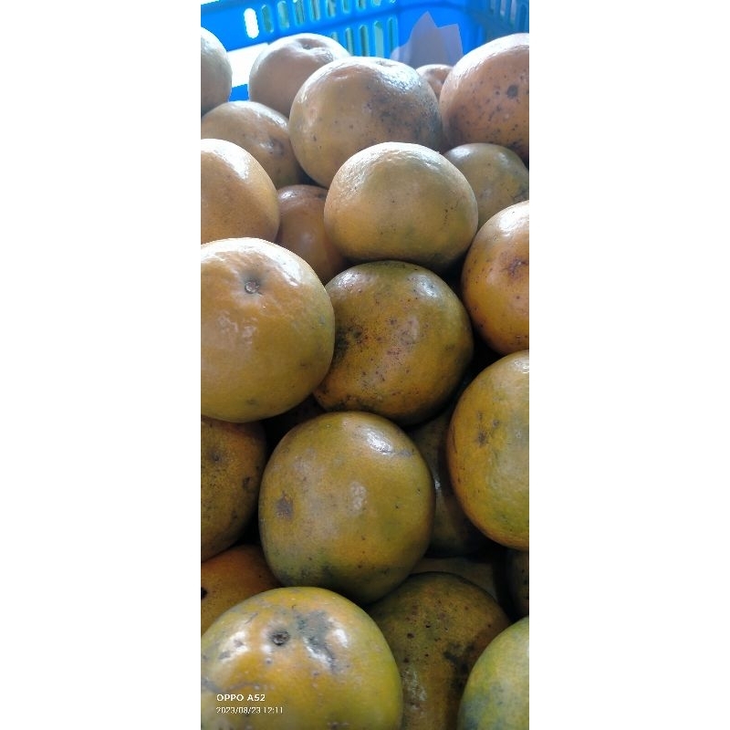 

Jeruk Medan