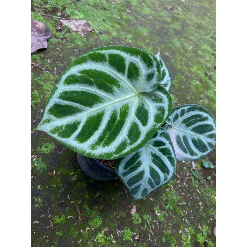 Anthurium Dorayaki