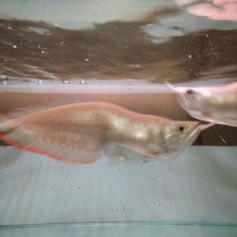 Ikan Hias Arowana Silver Albino Short Body