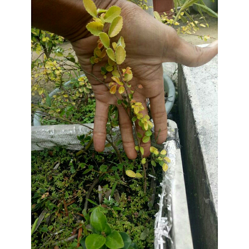 5 bibit ulmus golden pohon