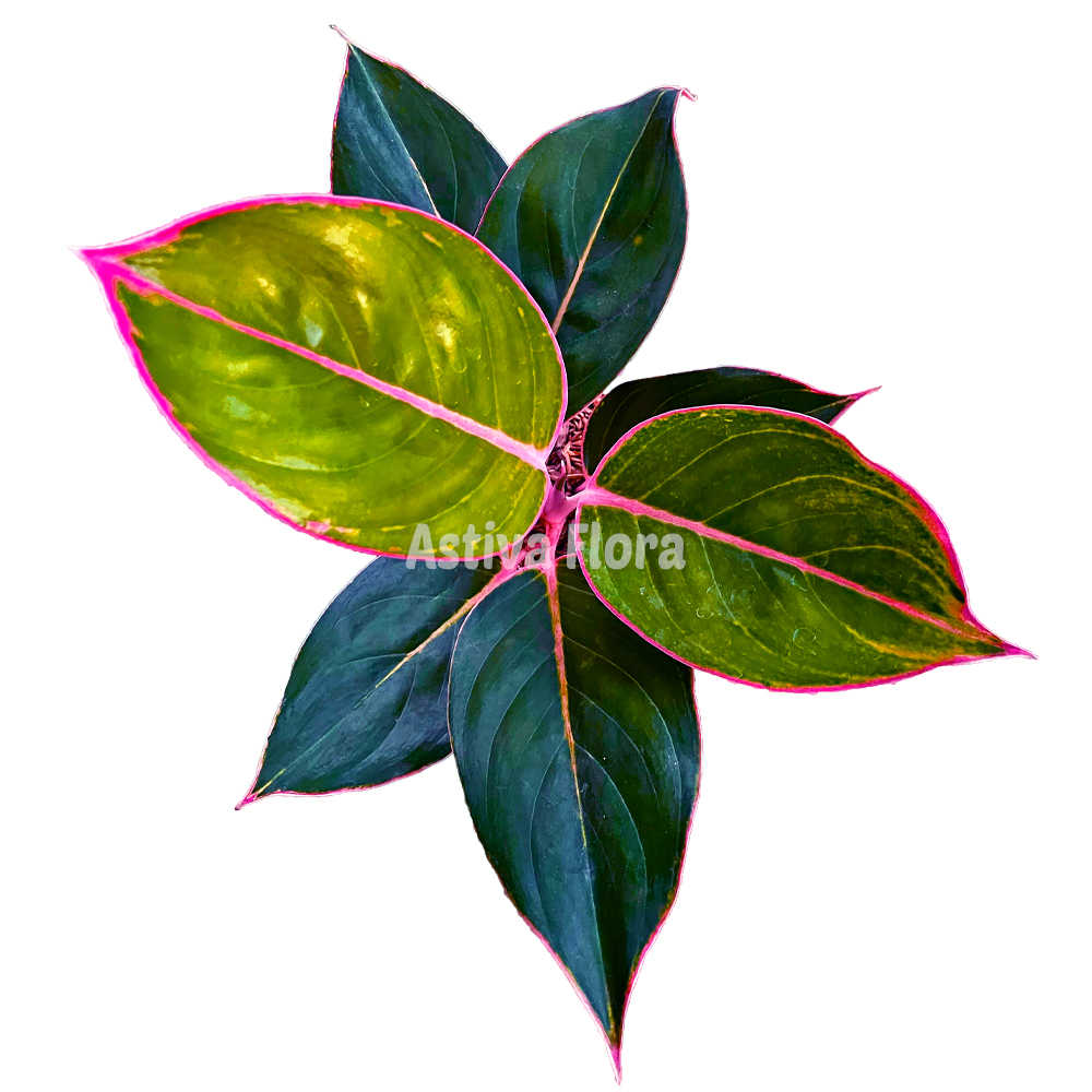 Aglonema lipstick flaminggo aglonema flaminggo aglonema lipstik flaminggo