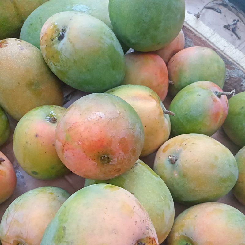 

GEDONG GINCU | Mangga Gedong Gincu | Mangga Podang Gincu Bandung per kilo