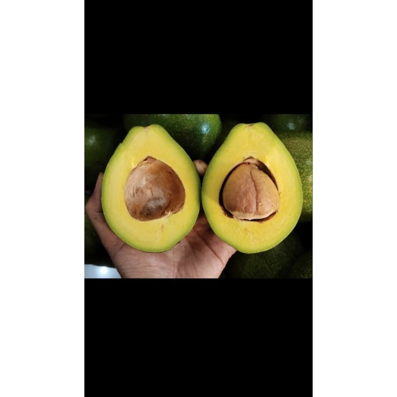 

AlpukatMentega isi 4/kg