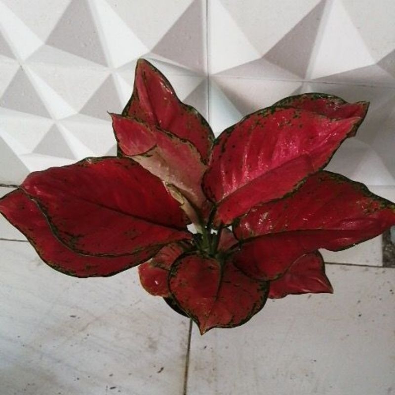 Aglonema Red Anjamani jumbo