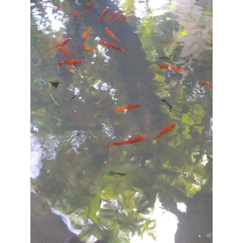 Ikan Merah Ekor Pedang