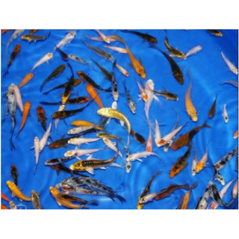 PAKET BIBIT KOI 5 EKOR UKURAN 5-6CM