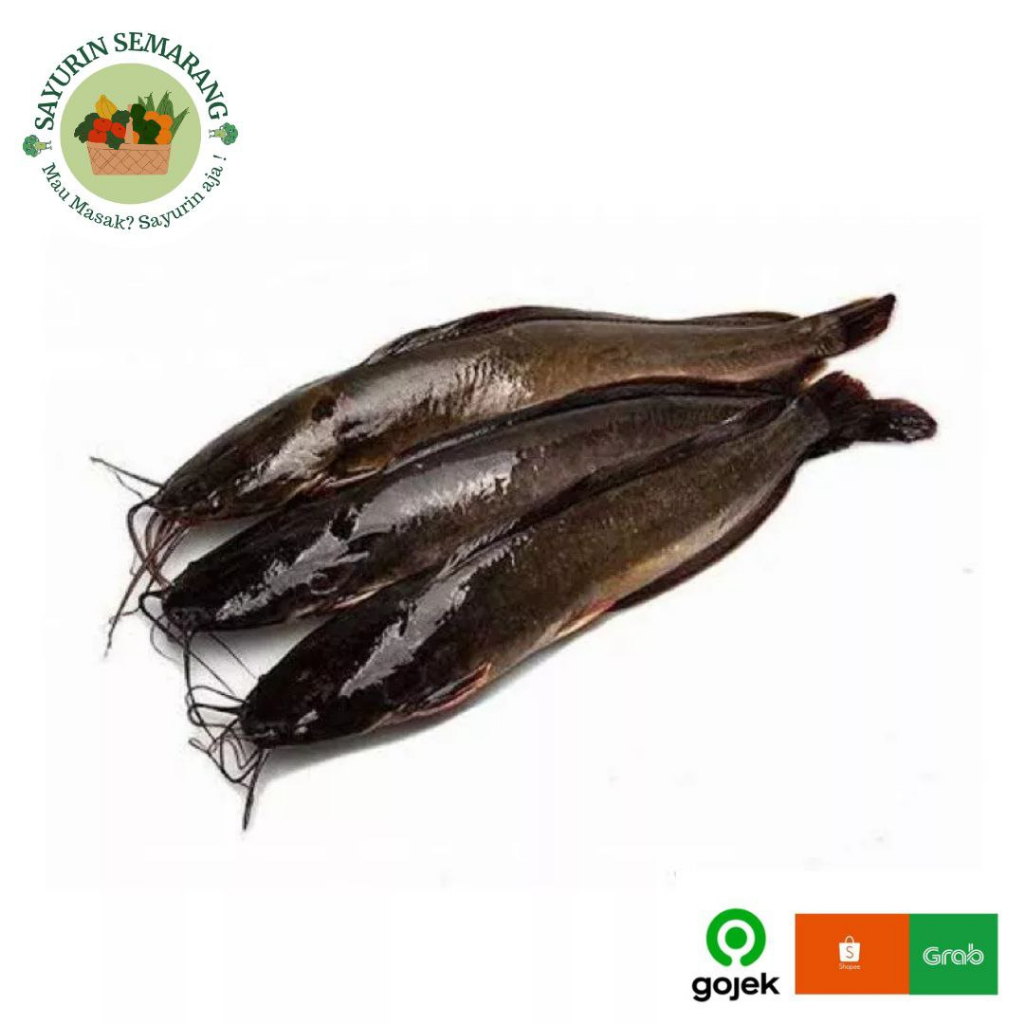 ikan lele 1 kg