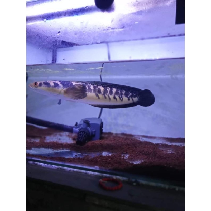 (COD) maru ys 14-16cm bahan progres