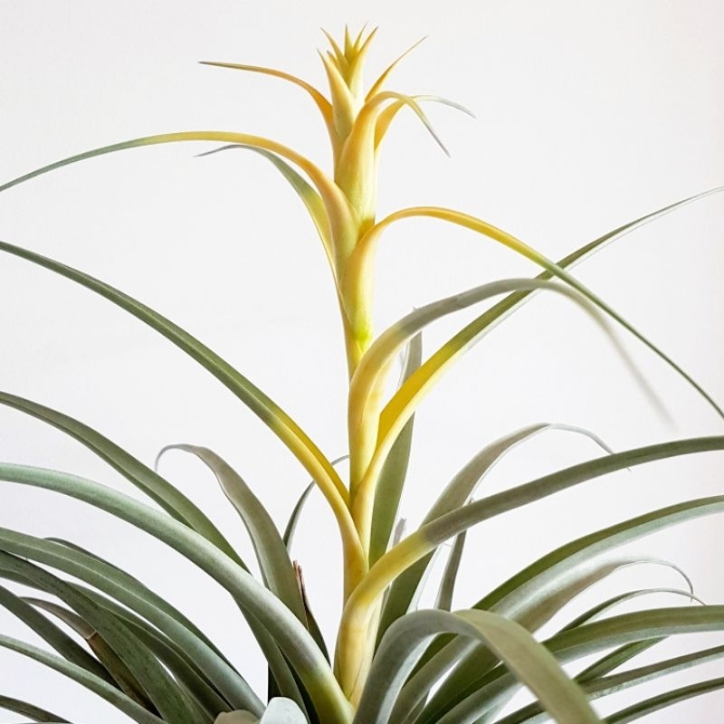 Tillandsia Capitata Yellow Giant