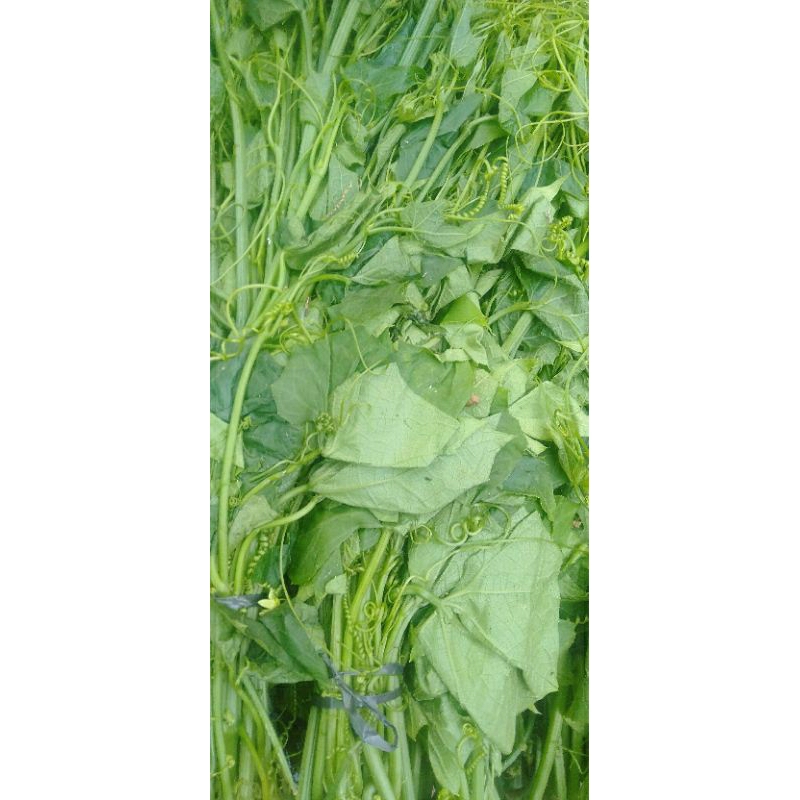 

SAYUR DAUN PUCUK LABU SIAM ikat