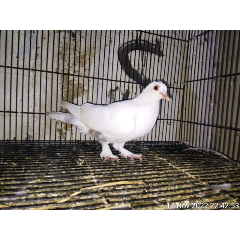 Merpati betina burung dara