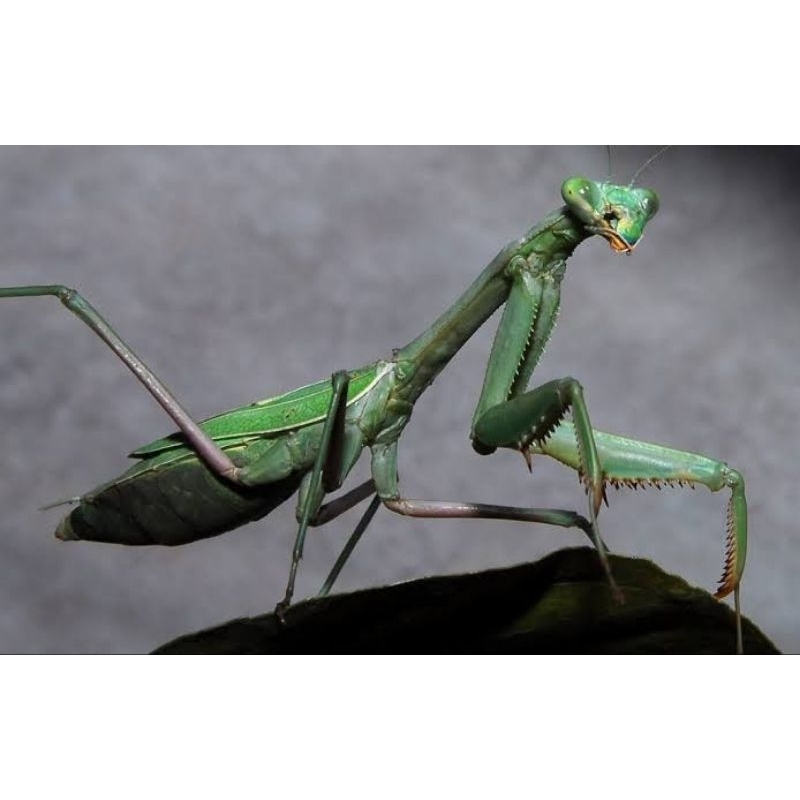 Belalang sembah /congcorang