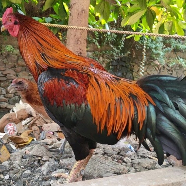 Ayam Kampung pejantan Hidup realpict