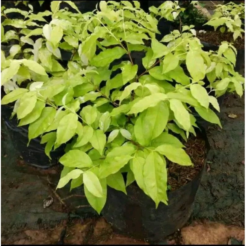 bibit tanaman anting putri daun kuning/tanaman anting putri