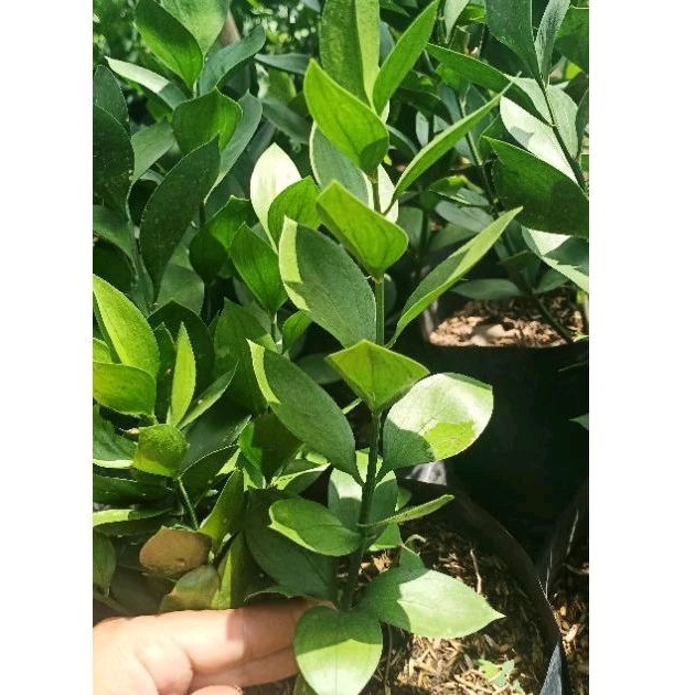 Ruskus, Bibit Tanaman Hias Ruskus Daun Dekorasi