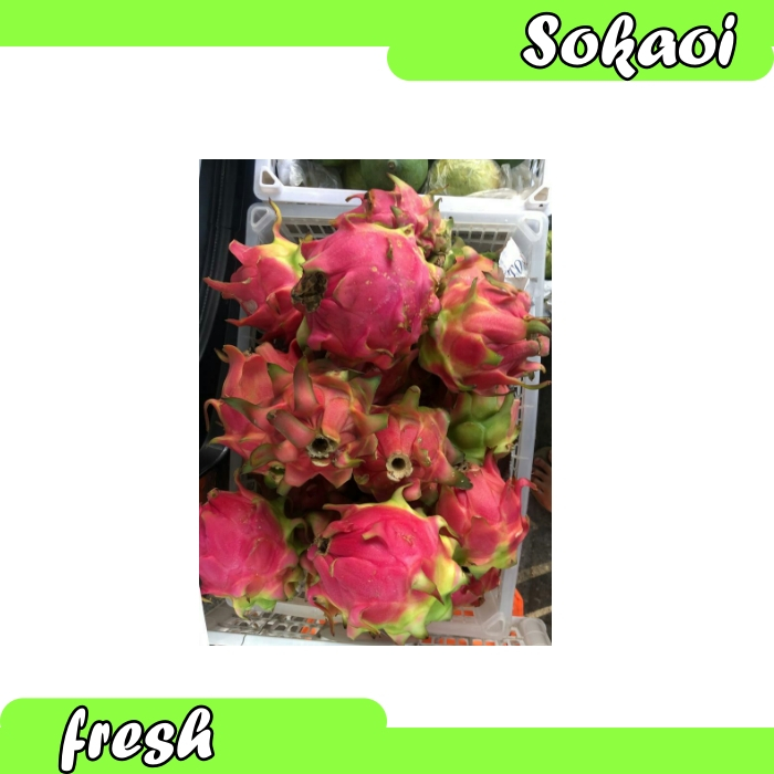 

BUAH NAGA MERAH BUAH NAGA SEGAR FRESH DRAGON FRUIT