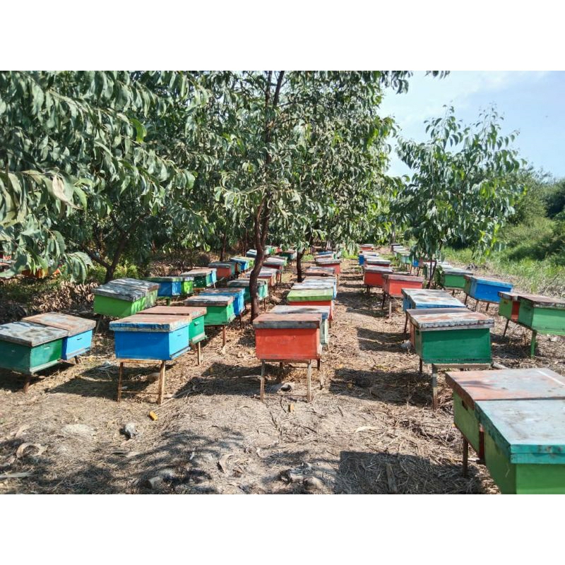 

100% Madu Hutan Asli, Murni tanpa campuran