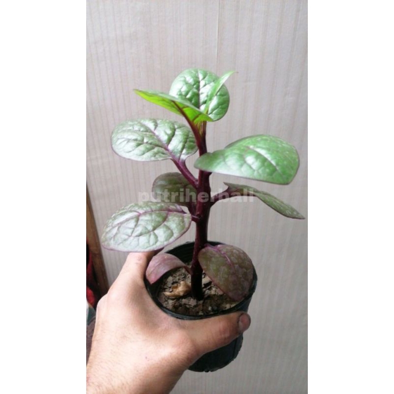 BIBIT DAUN GANDOLA MERAH/DAUN BINAHONG MERAH